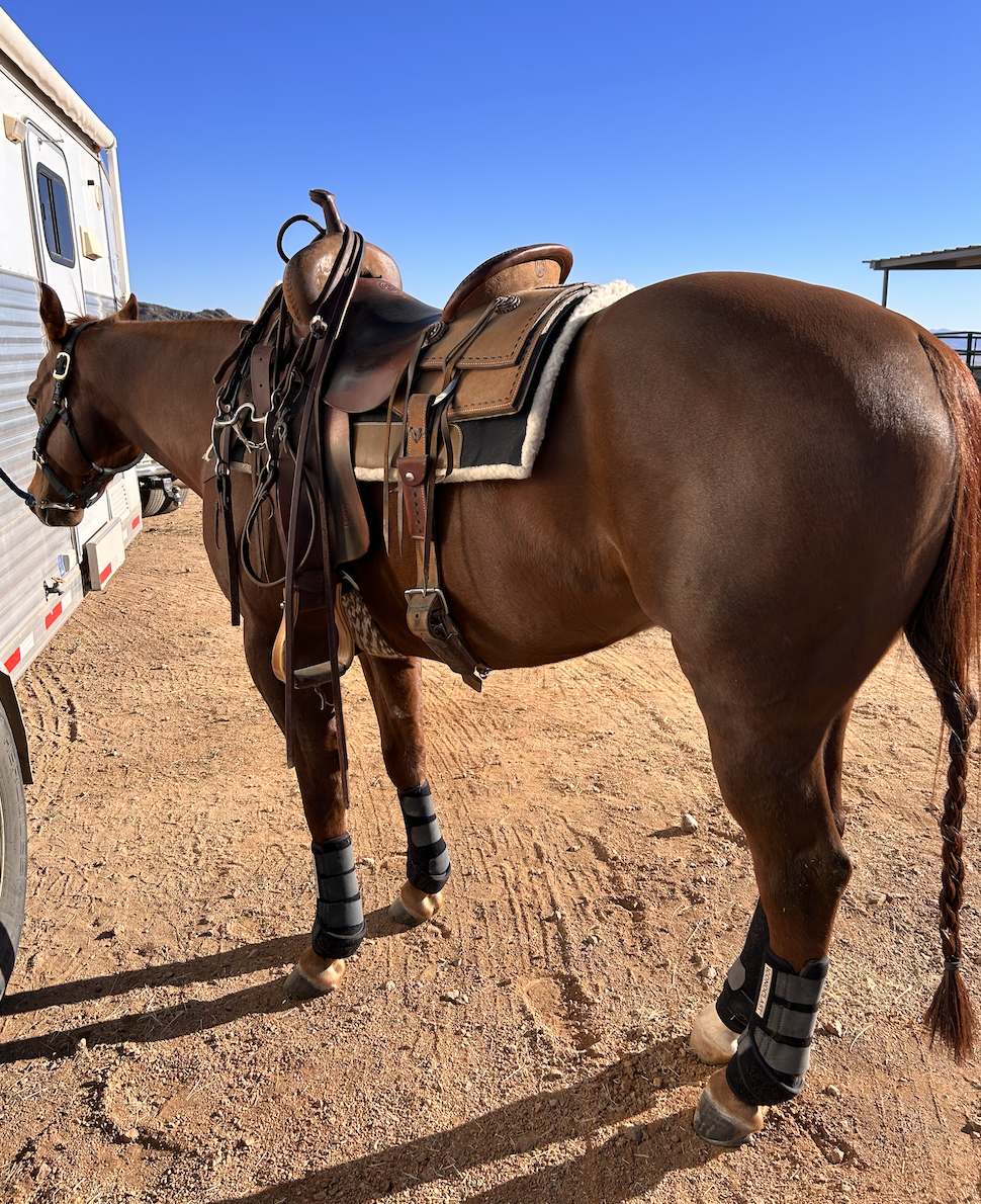 Essential Fall Horse Gear What’s on My Shopping List This Season